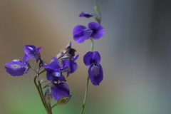 Utricularia reticulata
